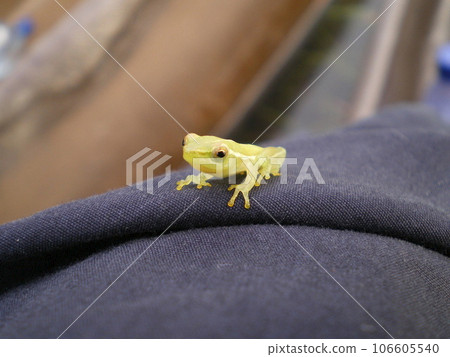 Frogs of the Okavango Delta 106605540