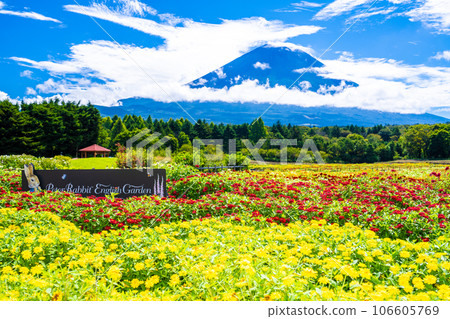 Rainbow Flower Festival at Lake Motosu Resort 106605769