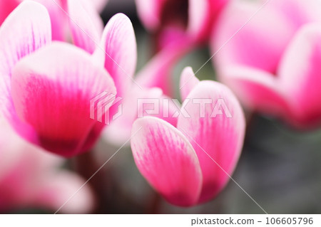pretty flower of cyclamen pretty flower of cyclamen 106605796