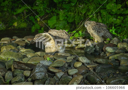 Blakiston's fish owl hunting in pairs Blakiston's fish owl hunting in pairs 106605966
