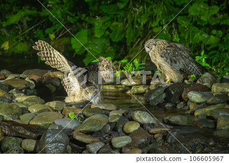 Blakiston's fish owl hunting in pairs 106605967