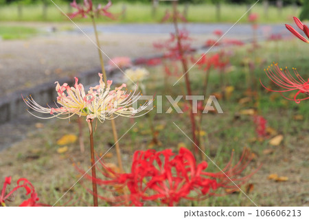 麻美山坡公園，簇生孤挺花盛開 106606213