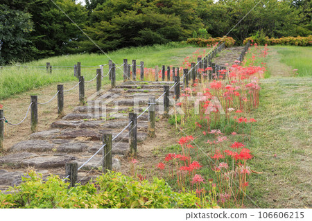 麻美山坡公園,簇生孤挺花盛開 麻美山坡公園,簇生孤挺花盛開 106606215