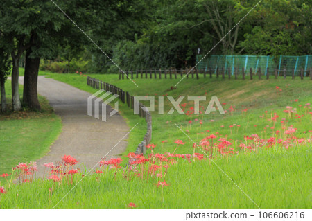 麻美山坡公園,簇生孤挺花盛開 麻美山坡公園,簇生孤挺花盛開 106606216