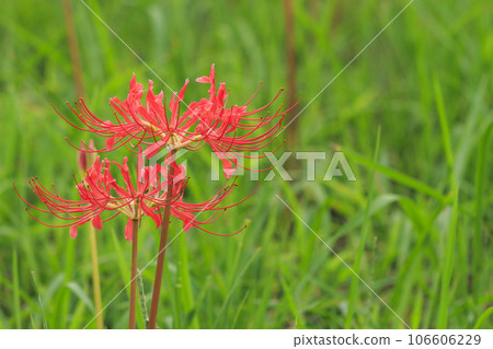 Mami Hillside Park, cluster amaryllis in full bloom Mami Hillside Park, cluster amaryllis in full bloom 106606229