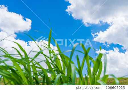 Sky and grass background material 106607023