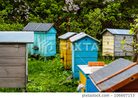 Colored beehive farm boxes for the production of honey. Row of colorful Vintage wooden beehives stay on apiary. Honey healthy food products. Private enterprise for beekeeping. Selective focus Colored beehive farm boxes for the production of honey. Row of colorful Vintage wooden beehives stay on apiary. Honey healthy food products. Private enterprise for beekeeping. Selective focus 106607153