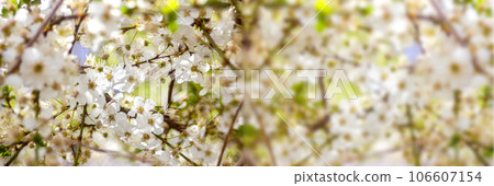Defocus Spring background banner. White flowering tree close-up. Cherry tree branch blossom and bloom. White flowers on cherry apple tree branch. blurred bokeh background Design, border. Out of focus 106607154
