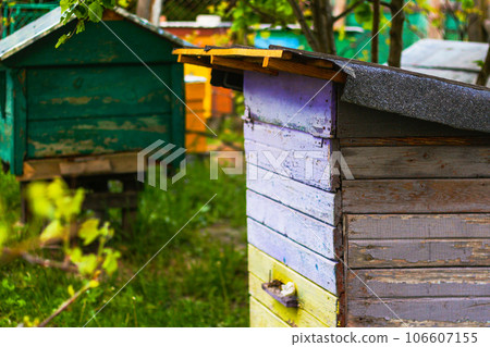 Close up beehive farm boxes for the production of honey. Row of colorful Vintage wooden beehives stay on apiary. Honey healthy food products. Private enterprise for beekeeping. Selective focus Close up beehive farm boxes for the production of honey. Row of colorful Vintage wooden beehives stay on apiary. Honey healthy food products. Private enterprise for beekeeping. Selective focus 106607155