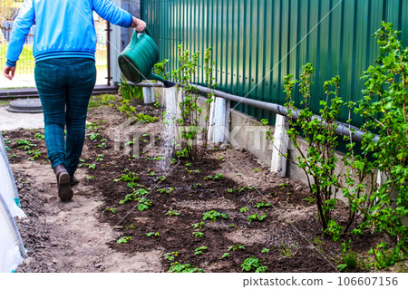 Defocus woman gardening, watering strawberries on beds from a green watering can. Unrecognisable woman watering current bush bed. Gardening hobby concept. Flower garden image. Out of focus. Defocus woman gardening, watering strawberries on beds from a green watering can. Unrecognisable woman watering current bush bed. Gardening hobby concept. Flower garden image. Out of focus. 106607156