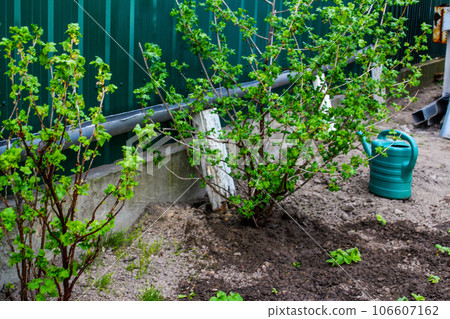 Defocus green watering can is standing on a beds. Greens. Gardening and farming. Blurred background soil. Young strawberry plants and current bush. Out of focus 106607162