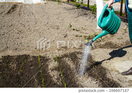 Defocus close-up gardener is standing near a beds. The farmer watering leek and onions. Greens. Gardening and farming. Blurred background soil. Drops of water. Green watering can. Out of focus Defocus close-up gardener is standing near a beds. The farmer watering leek and onions. Greens. Gardening and farming. Blurred background soil. Drops of water. Green watering can. Out of focus 106607187