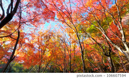 Autumn leaves of Settsu Gorge 106607594