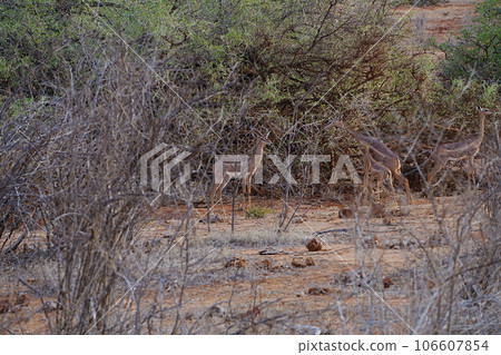 Male Gerenuk antelope on african savanna at Tsavo East National Park in Kenya 106607854