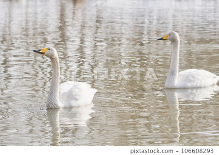Swan visiting in spring in Hokkaido 106608293
