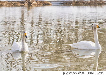 北海道春天的天鵝來訪 106608294