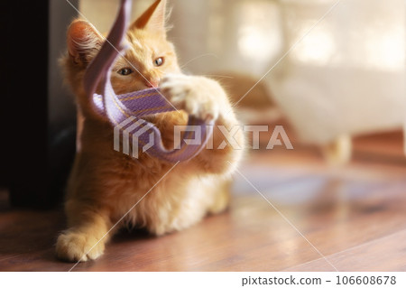 Portrait of Playful Ginger cat lying, play time 106608678