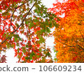 紅色、橙色和綠色的多彩秋葉 106609234