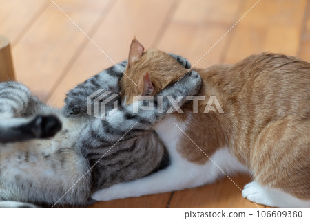 Two cats fighting Two cats fighting 106609380