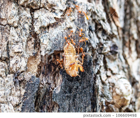 Cicadas (locust) molt dry, leave behind, and large red ants are eating food. on brown tree bark in natural light. Blurred background. Considered popular food and are also classified as medicinal food. Cicadas (locust) molt dry, leave behind, and large red ants are eating food. on brown tree bark in natural light. Blurred background. Considered popular food and are also classified as medicinal food. 106609498