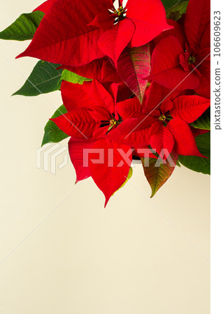 Christmas Poinsettia flower closeup 106609623