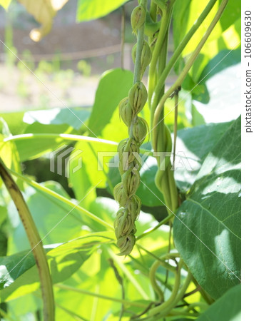 Mucuna bean buds 106609630