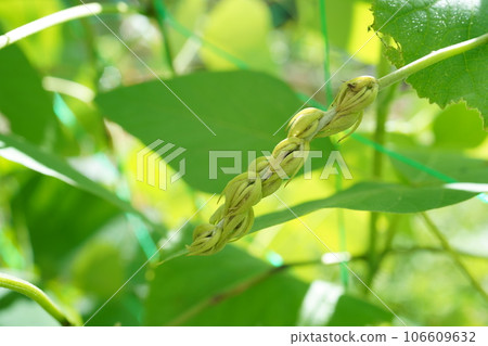 Mucuna bean buds 106609632
