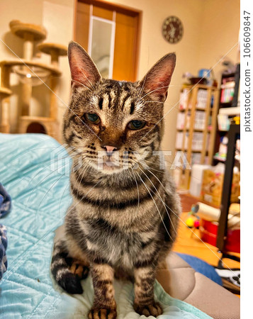Cat to recommend Cat to recommend 106609847