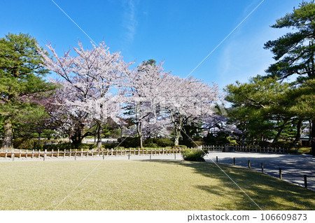 Kanazawa Kenrokuen Garden with cherry blossoms, tourist spot in Kanazawa, cherry blossoms in full bloom and Japanese garden, Ishikawa Prefecture tourist attraction, one of the Three Great Gardens of Japan 106609873