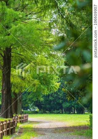 Forest/environment image Forest/environment image 106609907