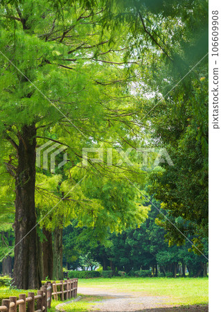 Forest/environment image Forest/environment image 106609908