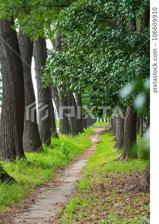Forest/environment image 106609910