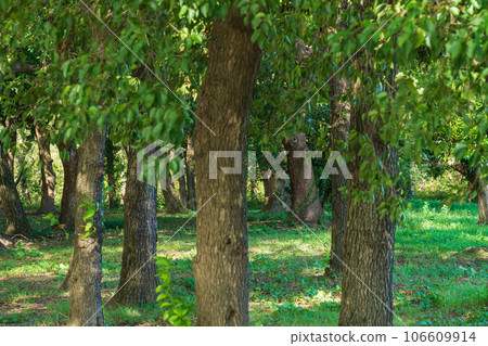 Forest/environment image 106609914