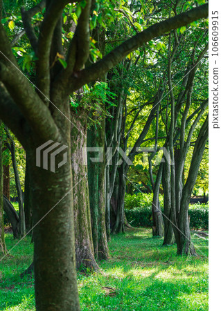 Forest/environment image 106609915