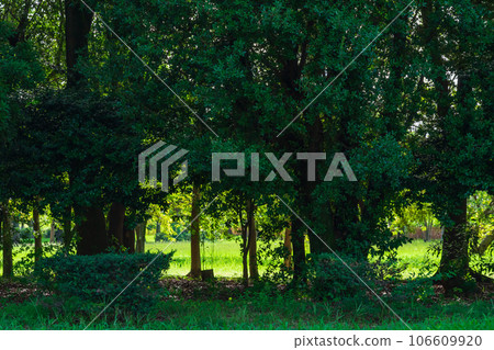 Forest/environment image 106609920