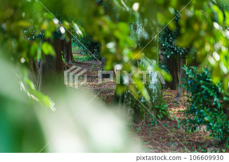 森林/環境圖像 106609930