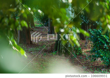 Forest/environment image 106609931
