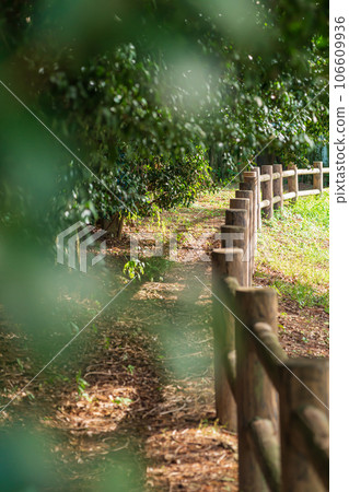 Forest/environment image 106609936