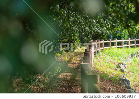 Forest/environment image 106609937