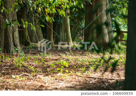 森林/環境圖像 106609939
