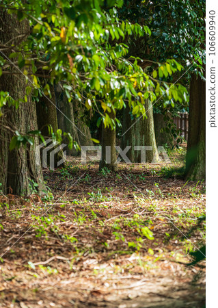 Forest/environment image Forest/environment image 106609940