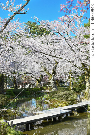 Kanazawa Kenrokuen Garden with cherry blossoms, tourist spot in Kanazawa, cherry blossoms in full bloom and Japanese garden, Ishikawa Prefecture tourist attraction, one of the Three Great Gardens of Japan 106609948