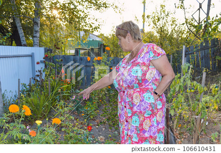 Elderly woman in floral dress points to her flower beds of marigold flowers in the summer evening in village Elderly woman in floral dress points to her flower beds of marigold flowers in the summer evening in village 106610431