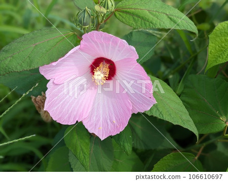 Pink hibiscus flowers blooming in the summer garden Pink hibiscus flowers blooming in the summer garden 106610697