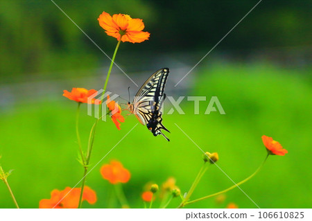 Swallowtail swallowtail that smokes honey from kivanakosmos 106610825