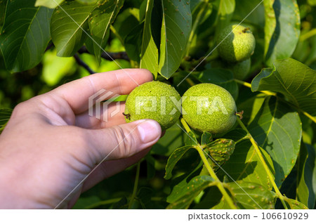 A farmer checks green ripening walnuts on a branch for infestation with bacterial diseases or pests. Close-up of a farmer hand holding a walnut branch 106610929