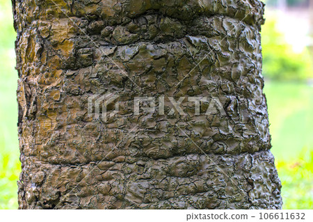 Close up tropical old tree bark texture. Selective focus 106611632