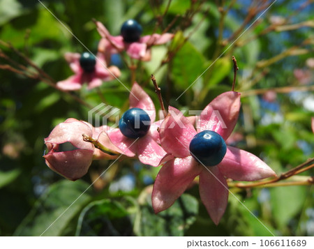 Rabbit fruit Rabbit fruit 106611689