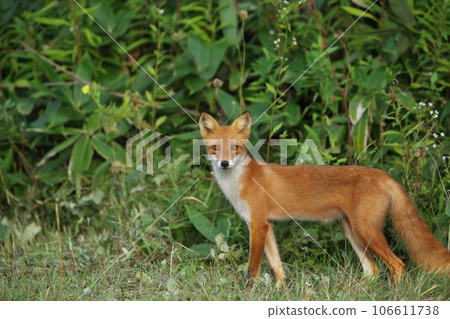 A red fox I met in the summer forest A red fox I met in the summer forest 106611738