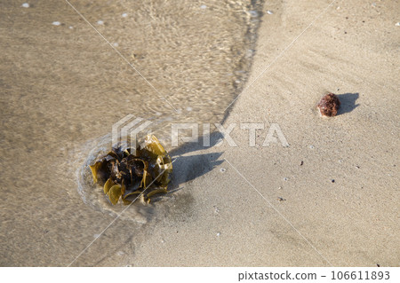 春天的海，海灘上的海藻 106611893